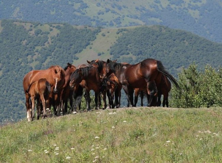 Туры и экскурсии в Беслан