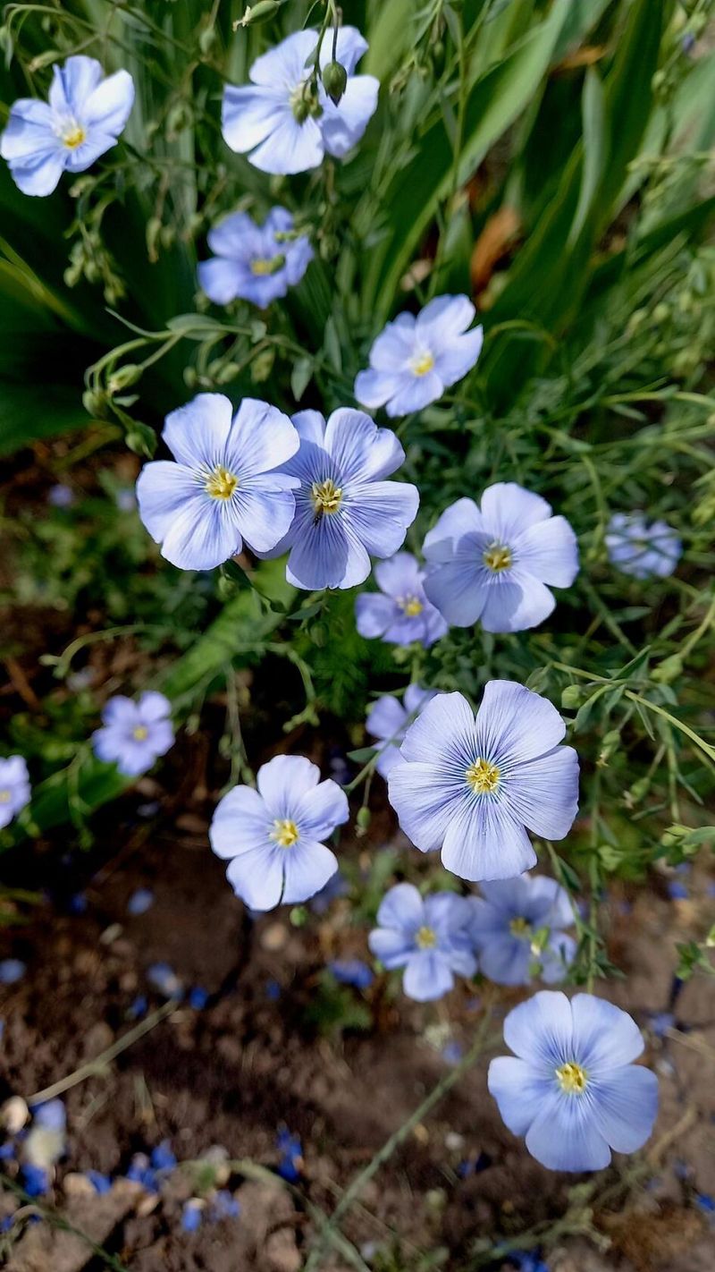 Vera