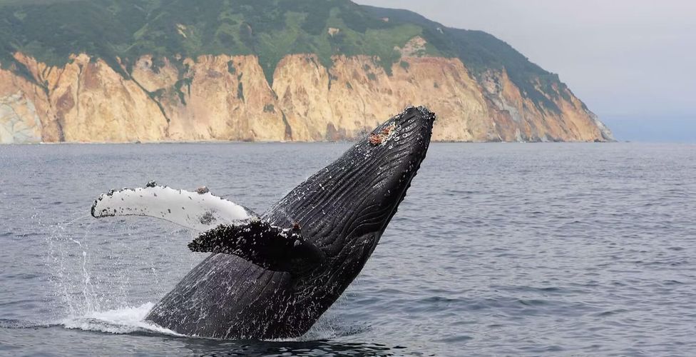 Где посмотреть китов в России