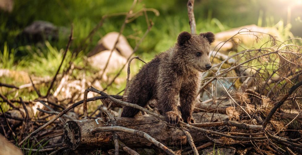 Wild Russia: a trip to the most incredible remote places