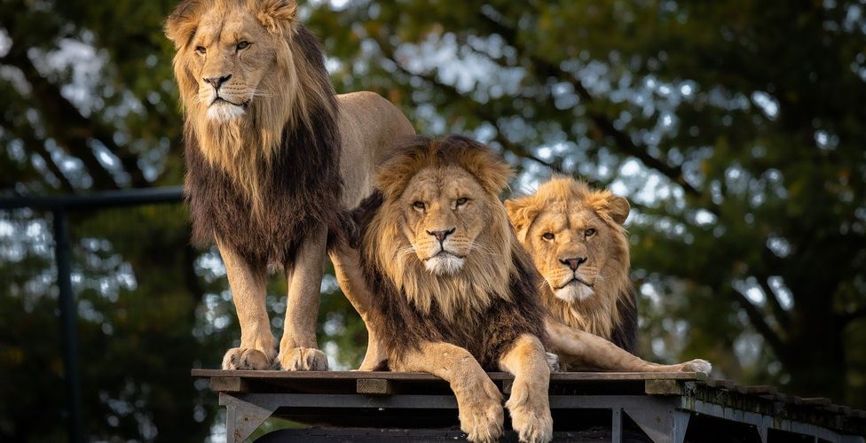 Africa’s top safari destinations