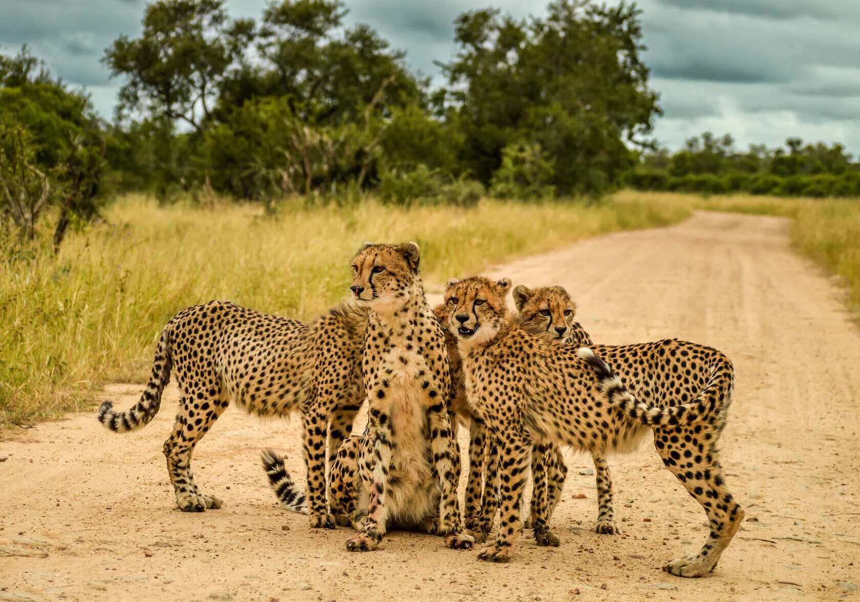 Юар путешествие на край Земли. Киты, океан, пингвины, край света (4/55)