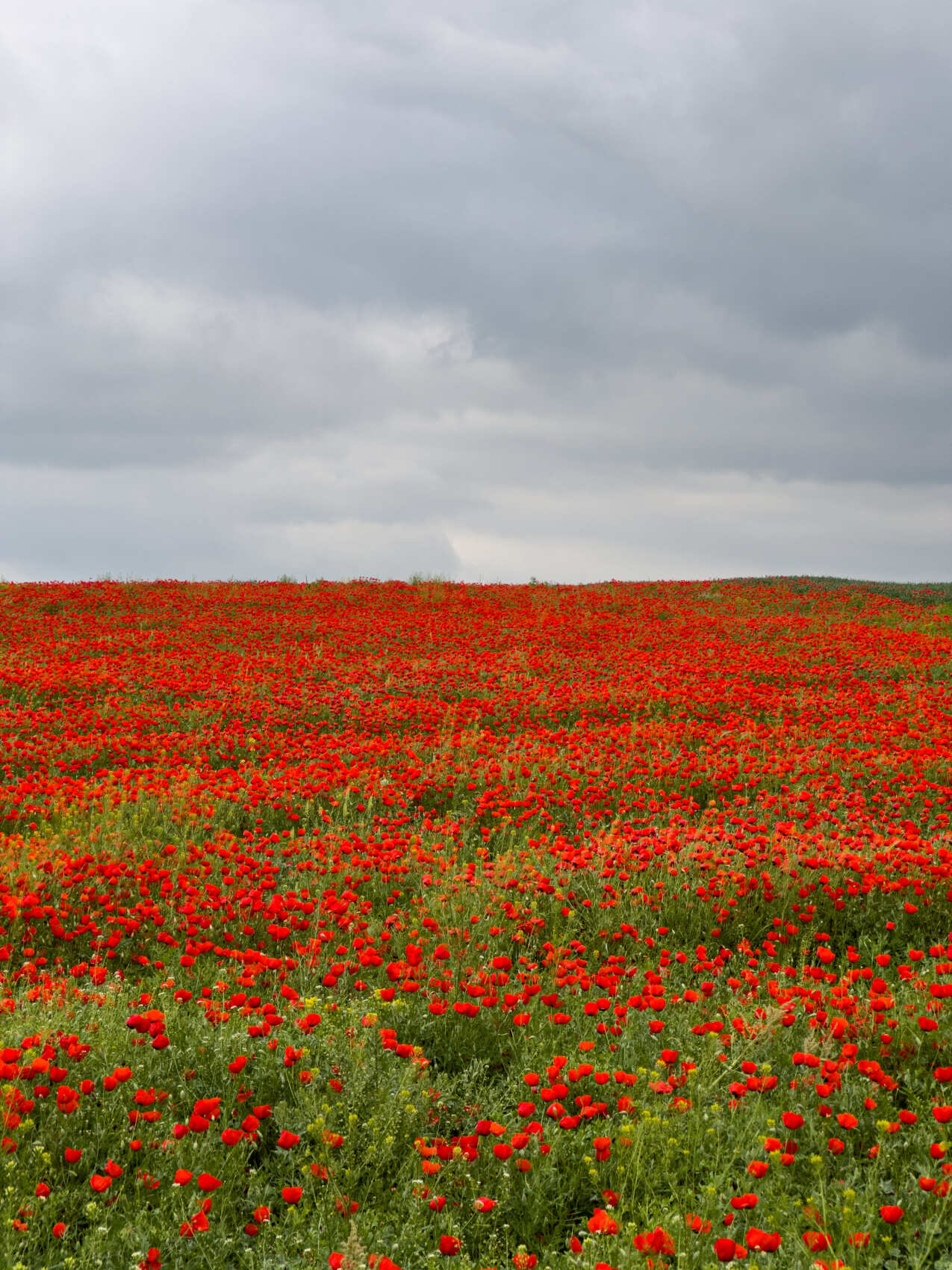 Ласковый Май и маковые поля