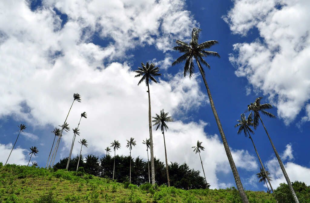 5 дней в Колумбии: суть кофе, культура, природа и традиции в самом сердце Киндио