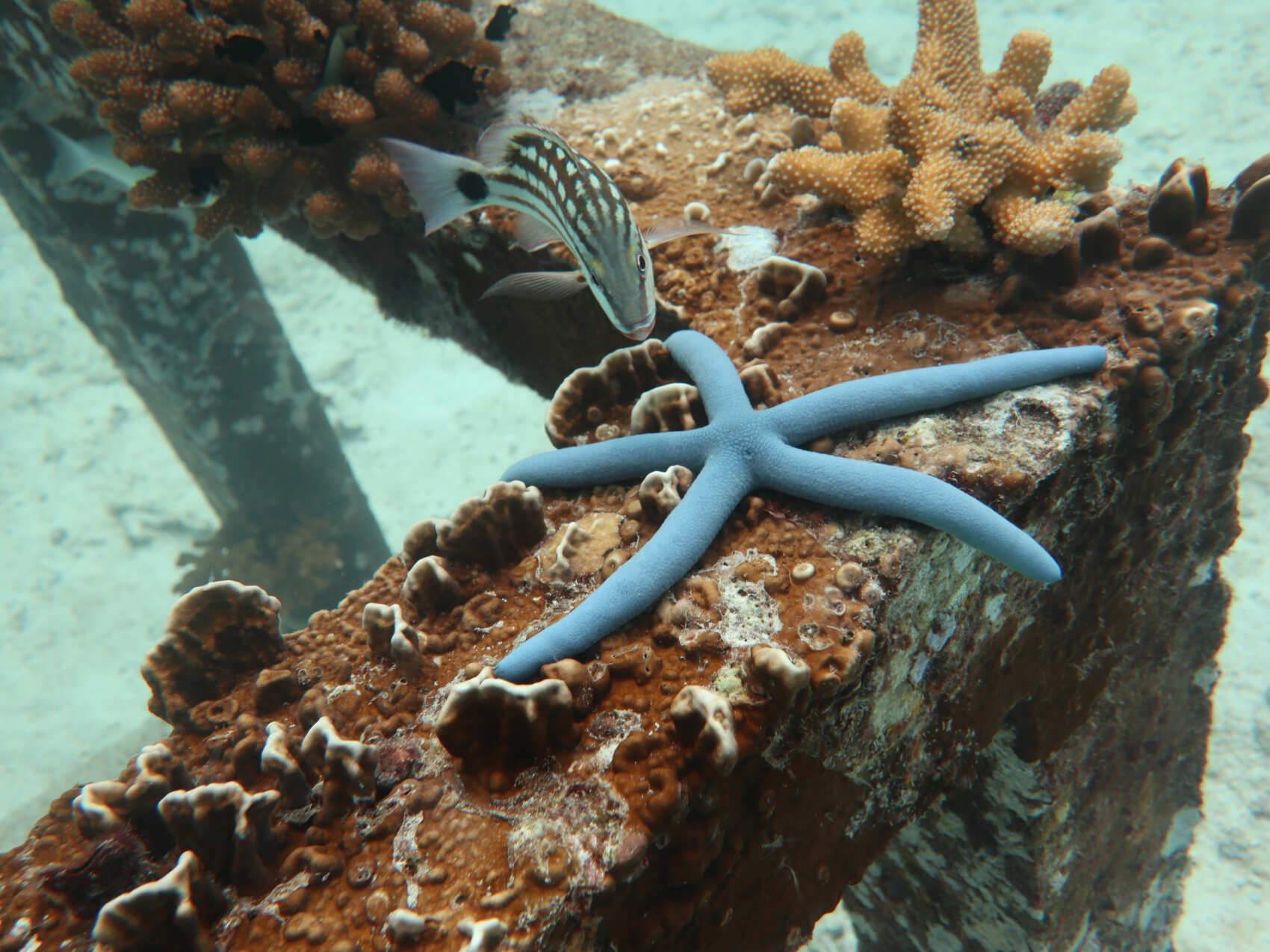 Дайвинг с индивидуальным инструктором. Для Новичков и профессионалов (47/50)