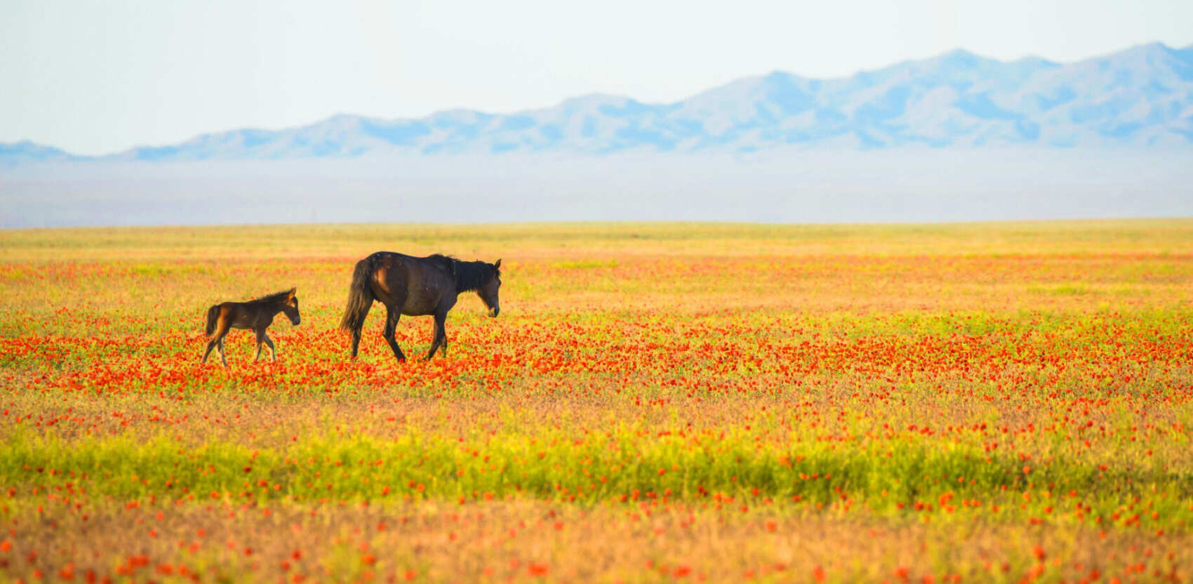 Фототур на Северный Тянь-Шань. Семиречье - жемчужина Казахстана. (5/126)