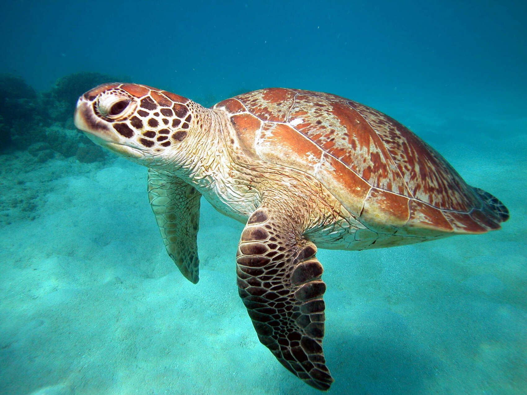 Австралия на парусном катамаране. Острова Уитсанди и барьерный риф (3/31)