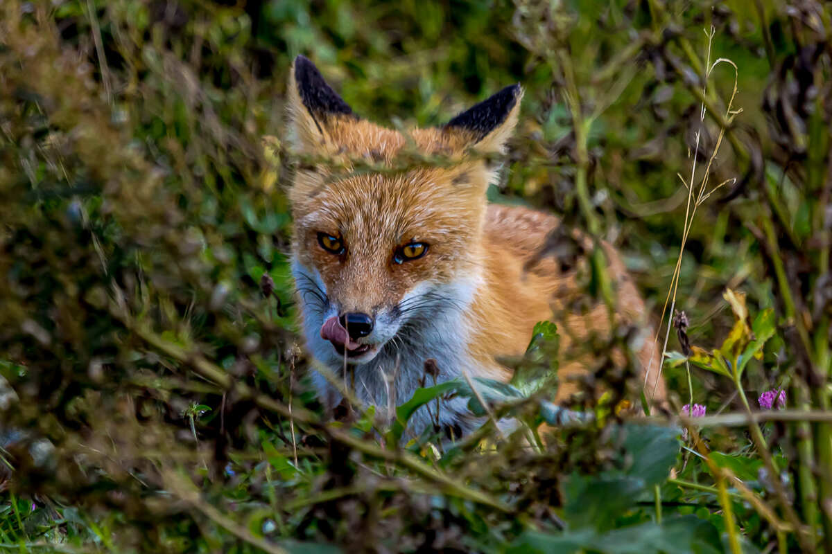 Лучшее на Шикотане. Путешествие на другую планету (8/126)