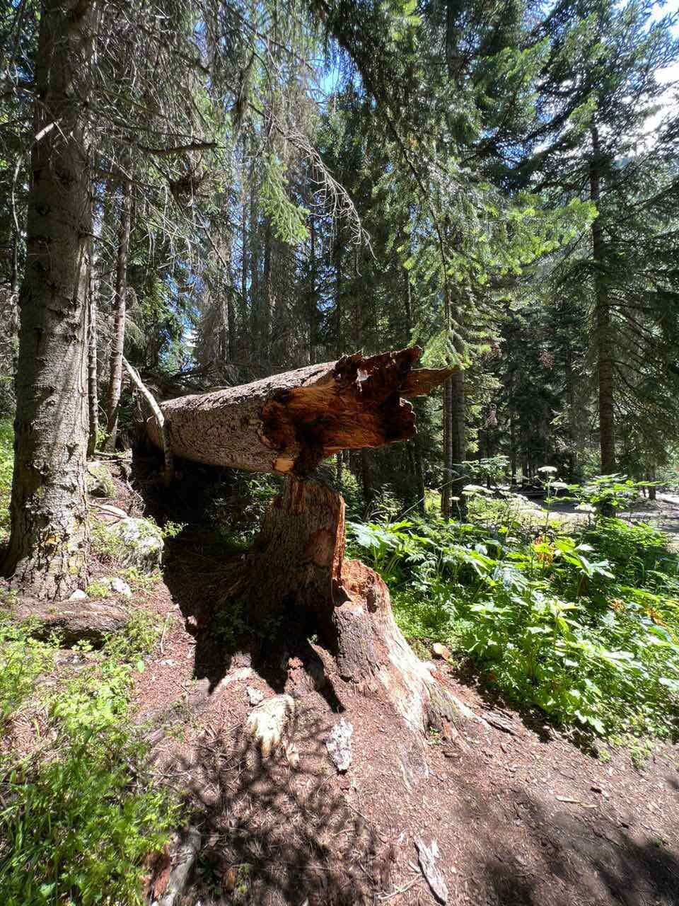 Кавказская Швейцария  Домбай (9/9)
