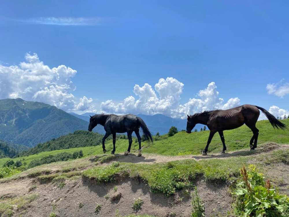Вершины Адыгеи: Оштен и Фишт (поход) (26/43)