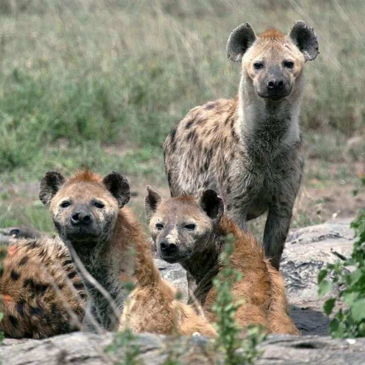 Удивительный Занзибар  и Один День В Танзании, увидеть большую пятёрку (16/89)