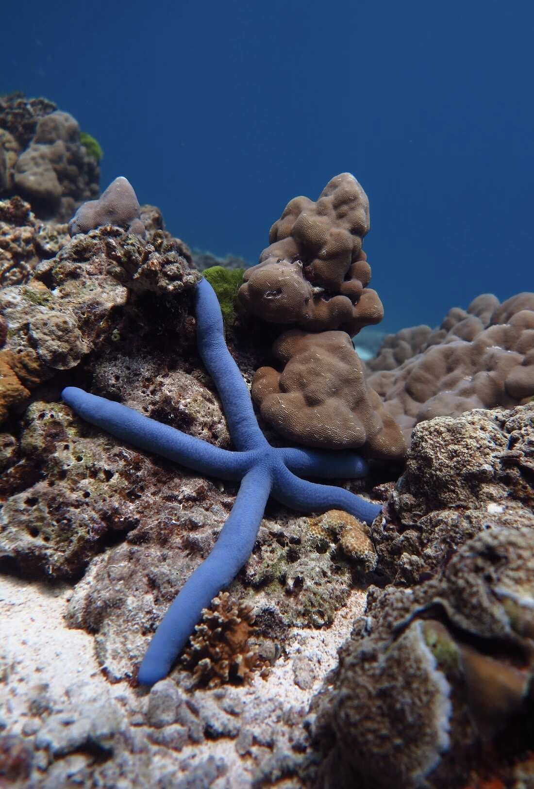 Дайвинг с индивидуальным инструктором. Для Новичков и профессионалов (28/50)