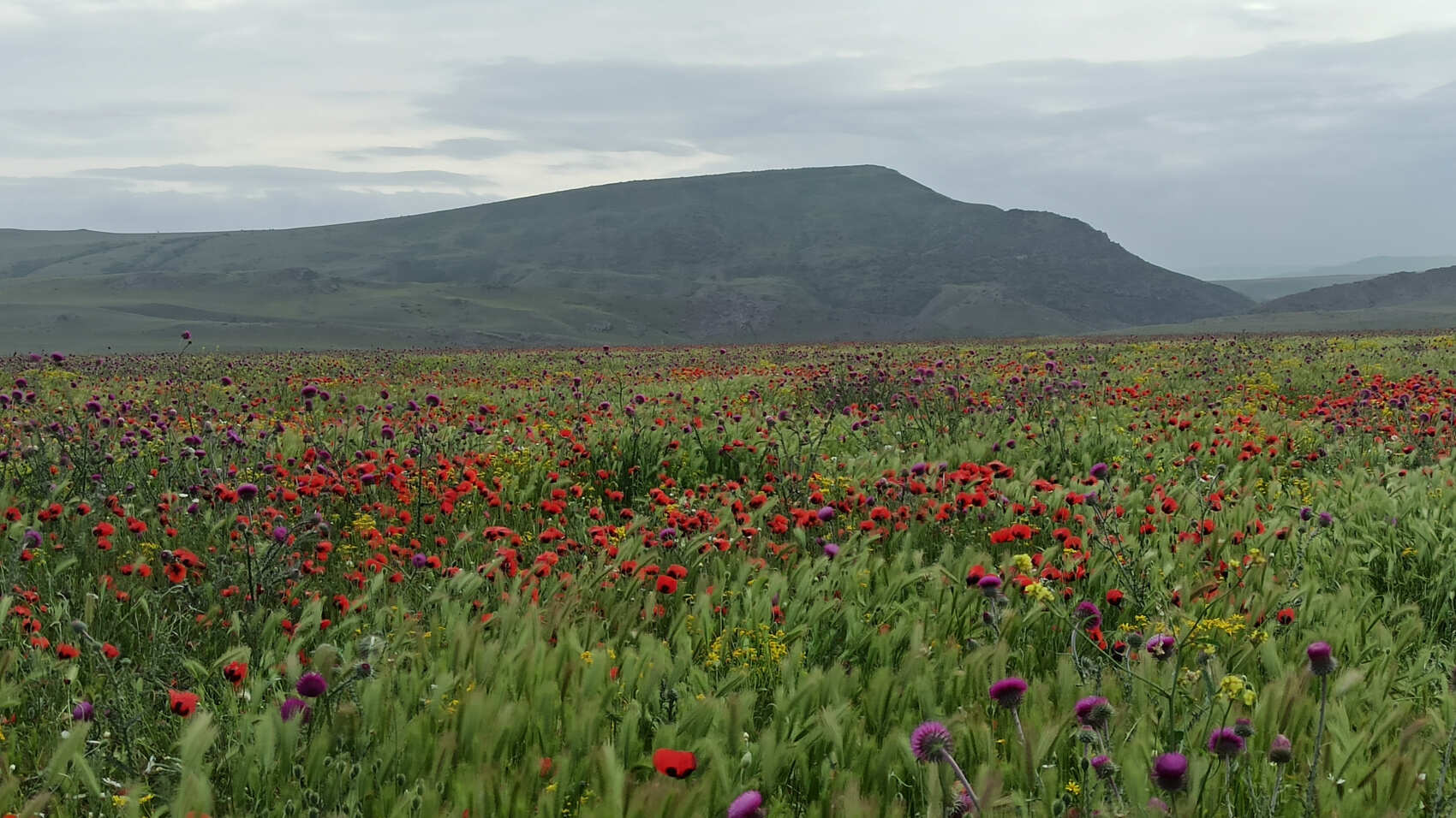 Ахульго, Ботлих, Рахата. (7/8)