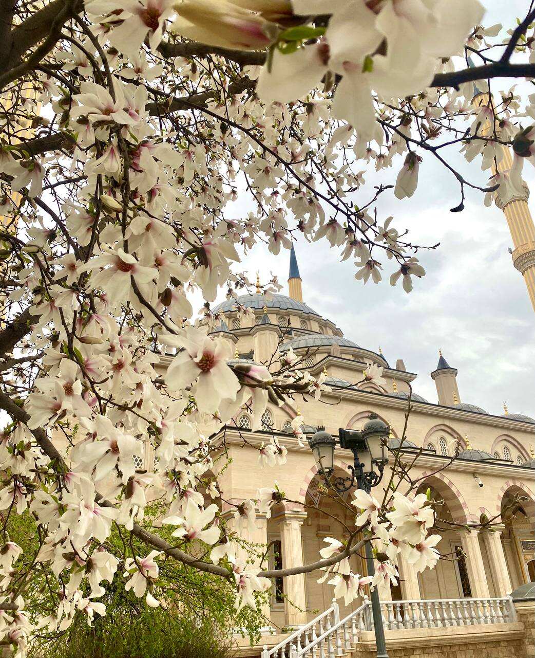 Цветение в Чечне. Сакура, магнолия, маки! (6/29)