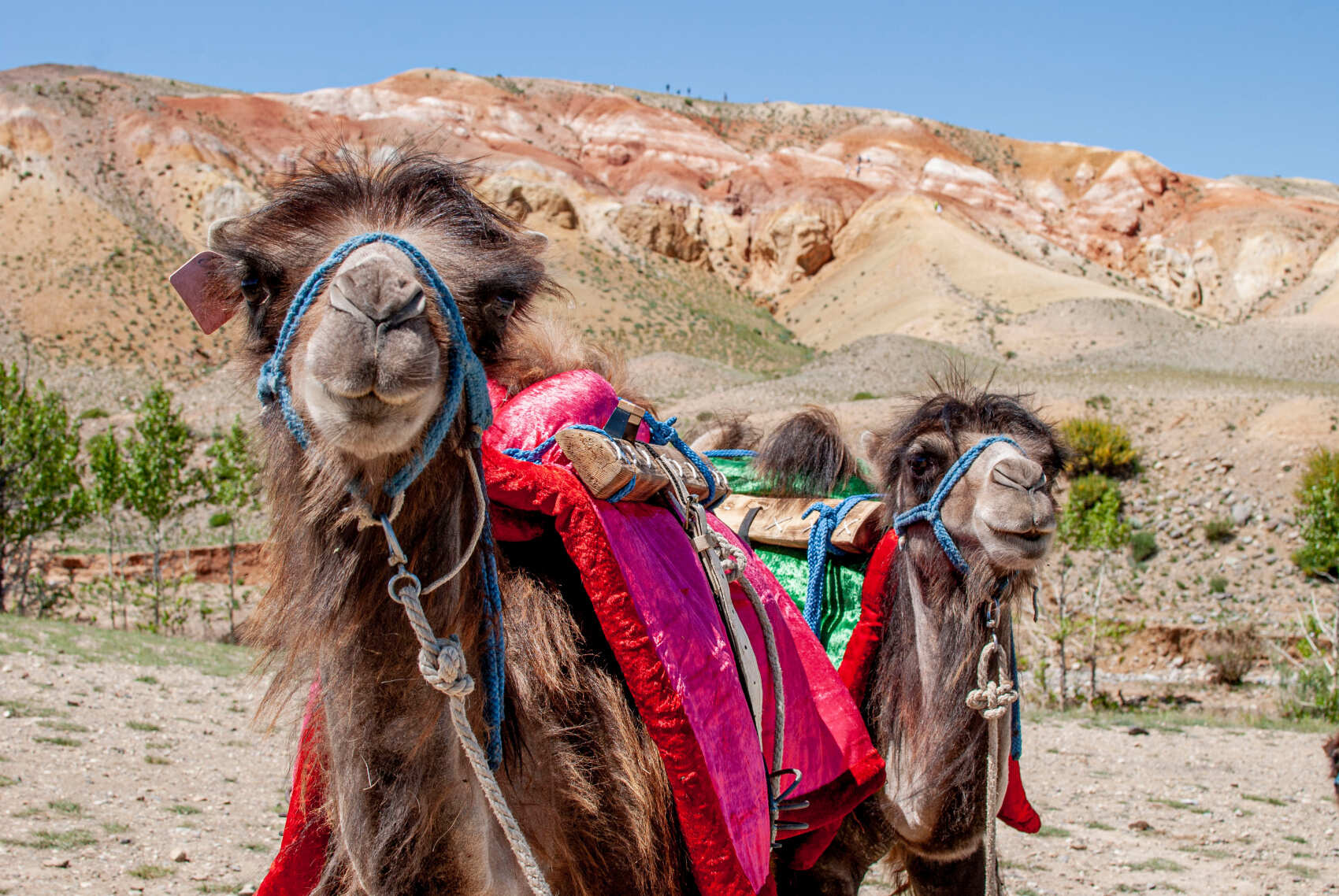 Актив-тур +: конные прогулки, сплав, трекинг, Чуйский тракт! (5/43)