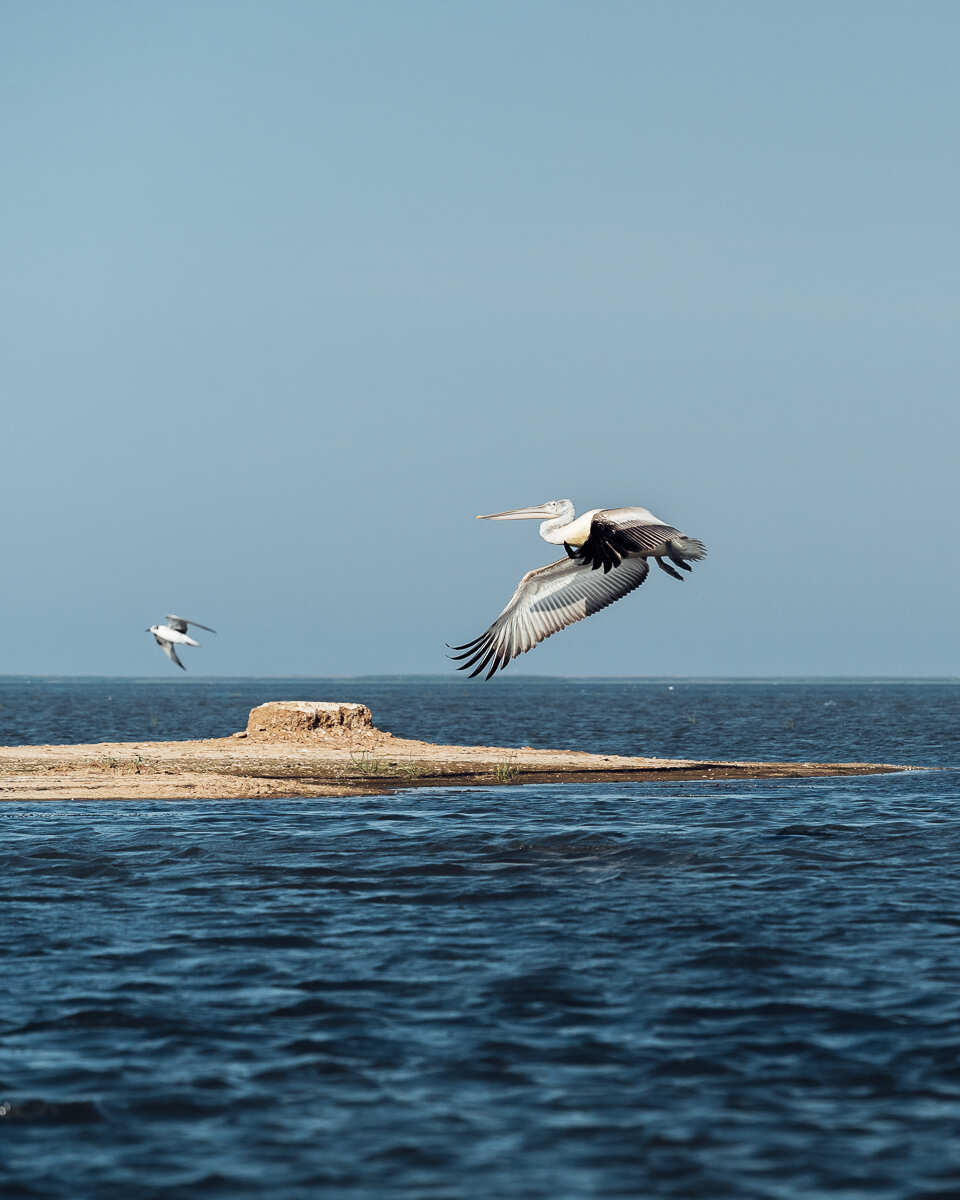 Цветение Лотосов В Дельте Волги (4/21)