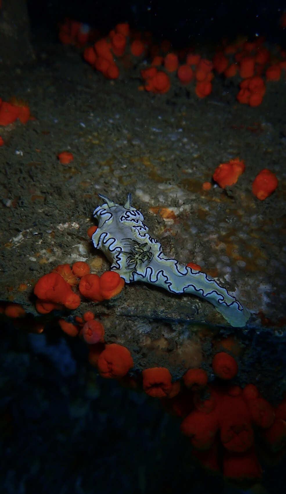 Дайвинг с индивидуальным инструктором. Для Новичков и профессионалов (14/50)