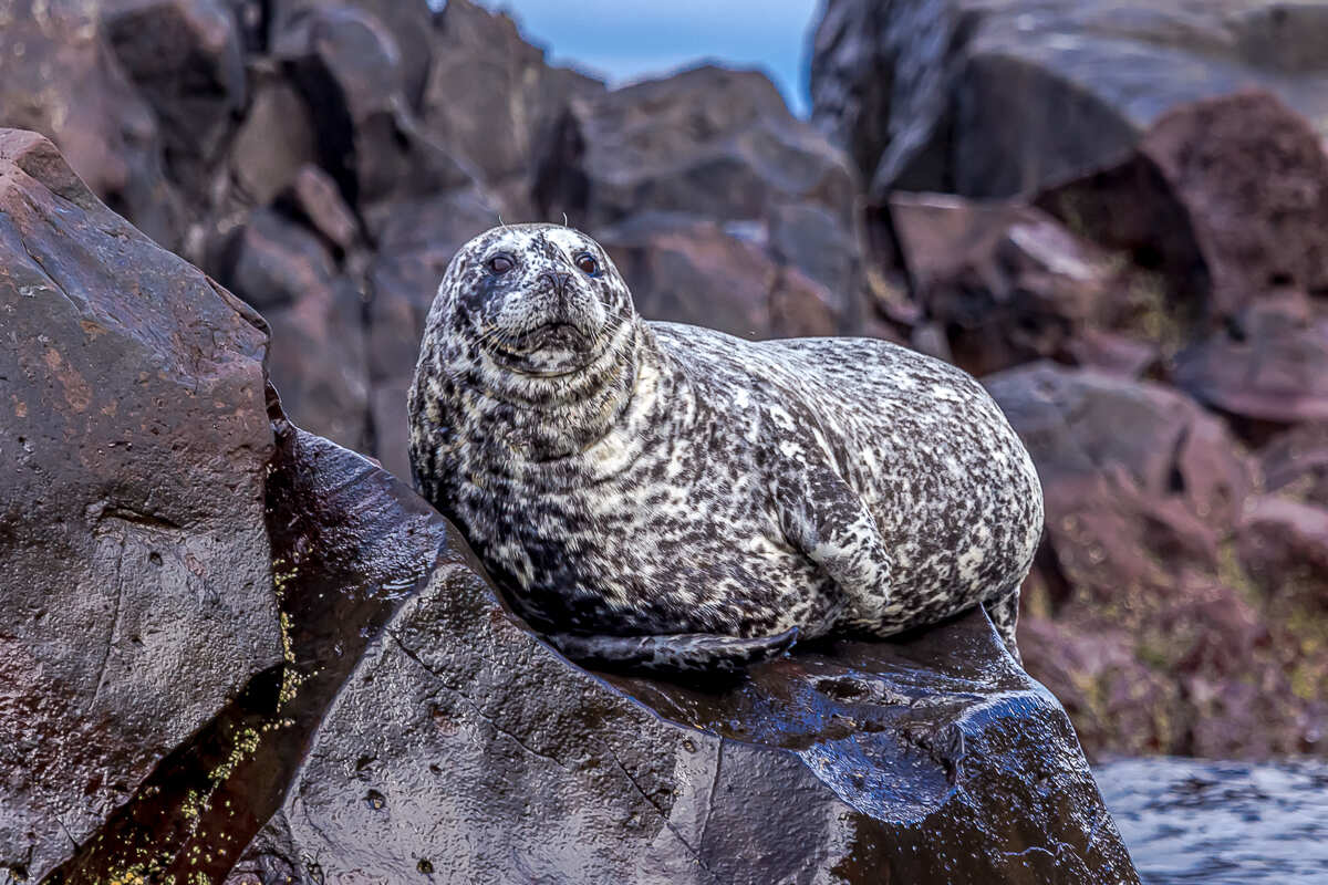 Весь Шикотан. Путешествие на другую планету (8/140)