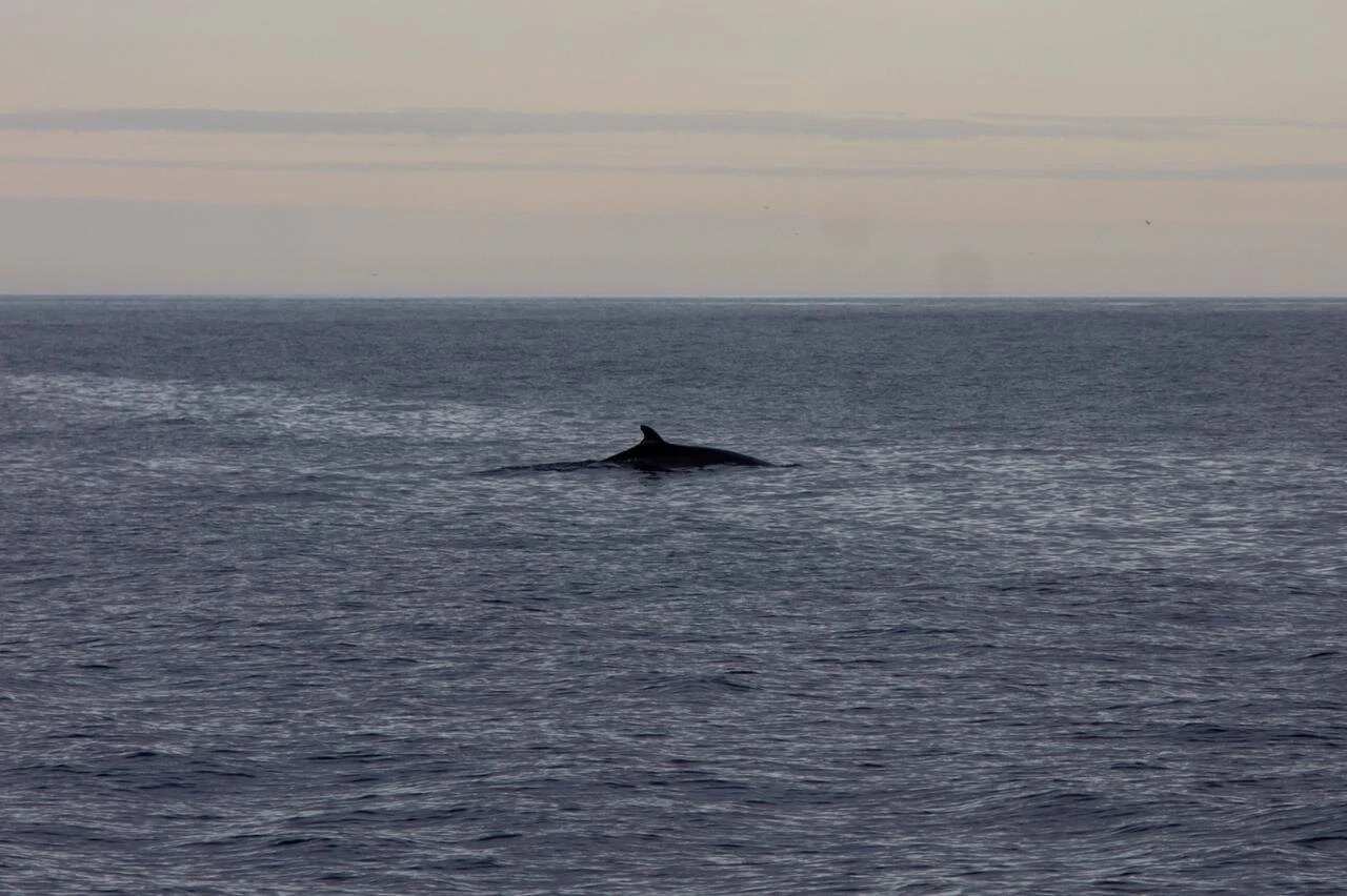 Териберка, Дальние Зеленцы и морское путешествие в поисках китов (5/22)
