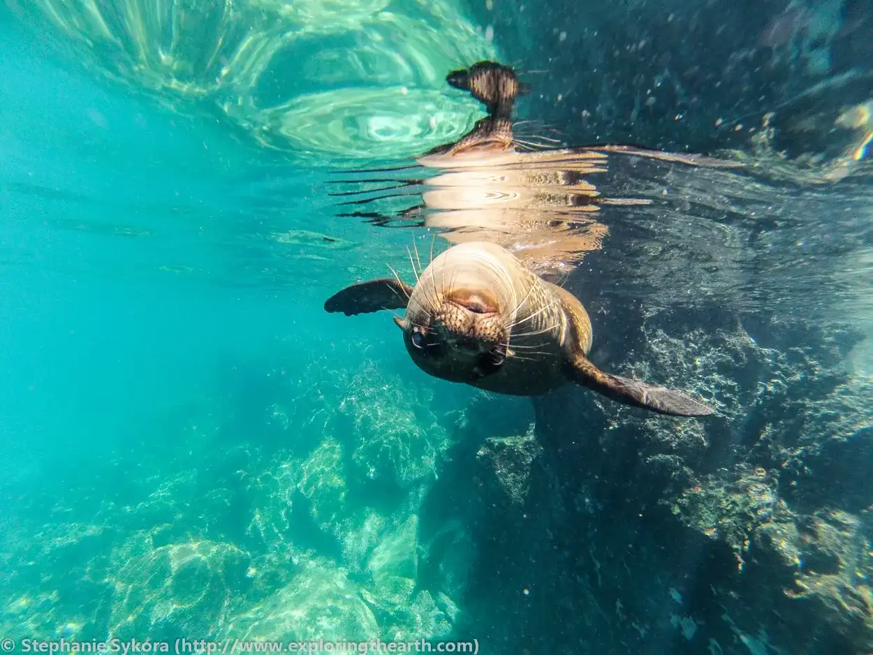 7 дней очаровательных Галапагосских островов (5/7)