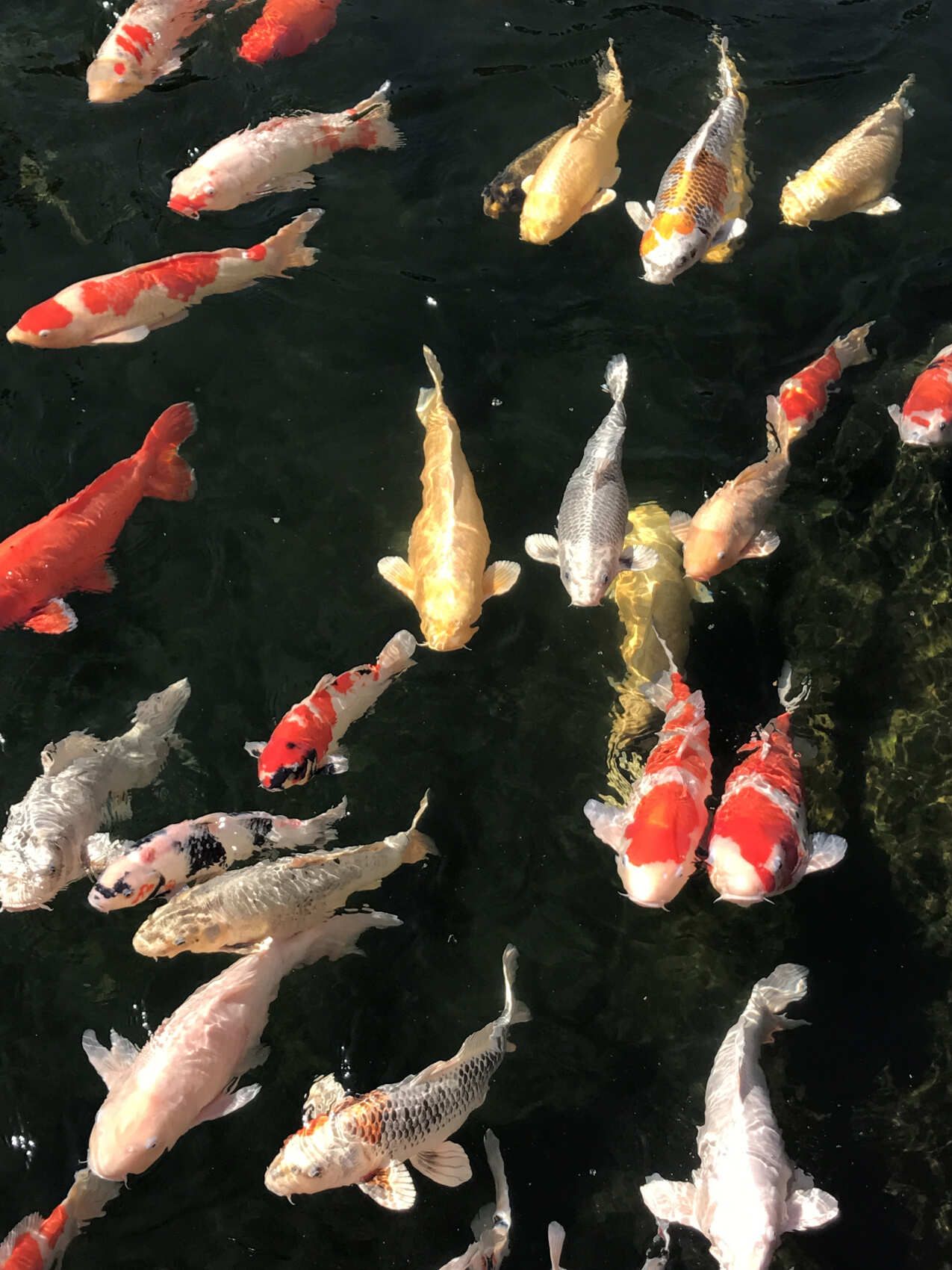 Навстречу гейшам и самураям. Япония на цветение и фестиваль 2026 (2/64)