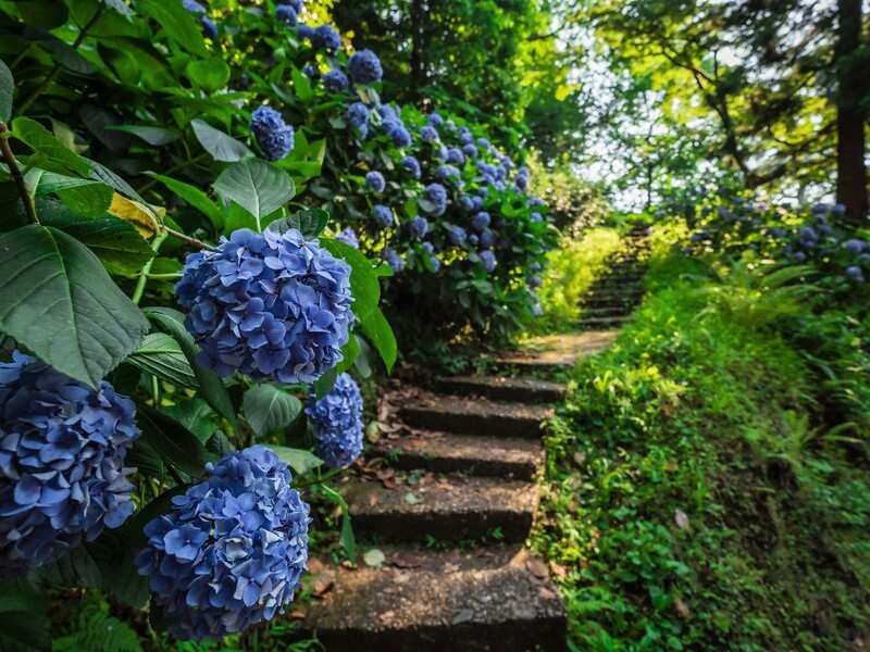 Индивидуальная Экскурсия в крепость Гонио и Батумский Ботанический сад (5/7)