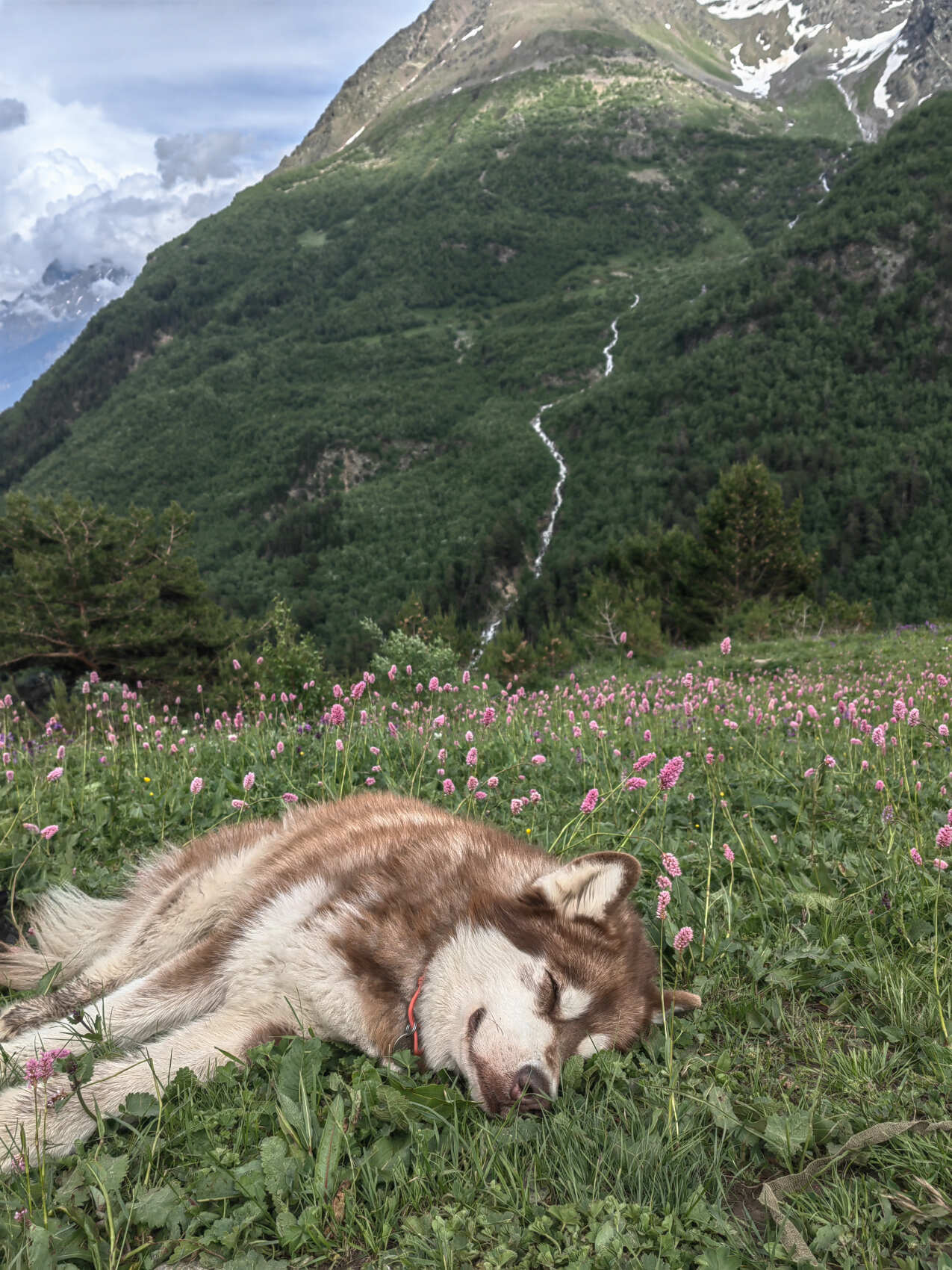 Прогулки по Осетии (Цей+Дигория) в компании маламута. (8/20)