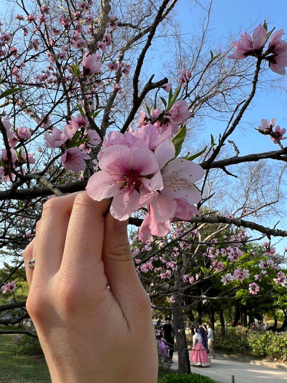 Южная Корея и остров Чеджу. (34/101)