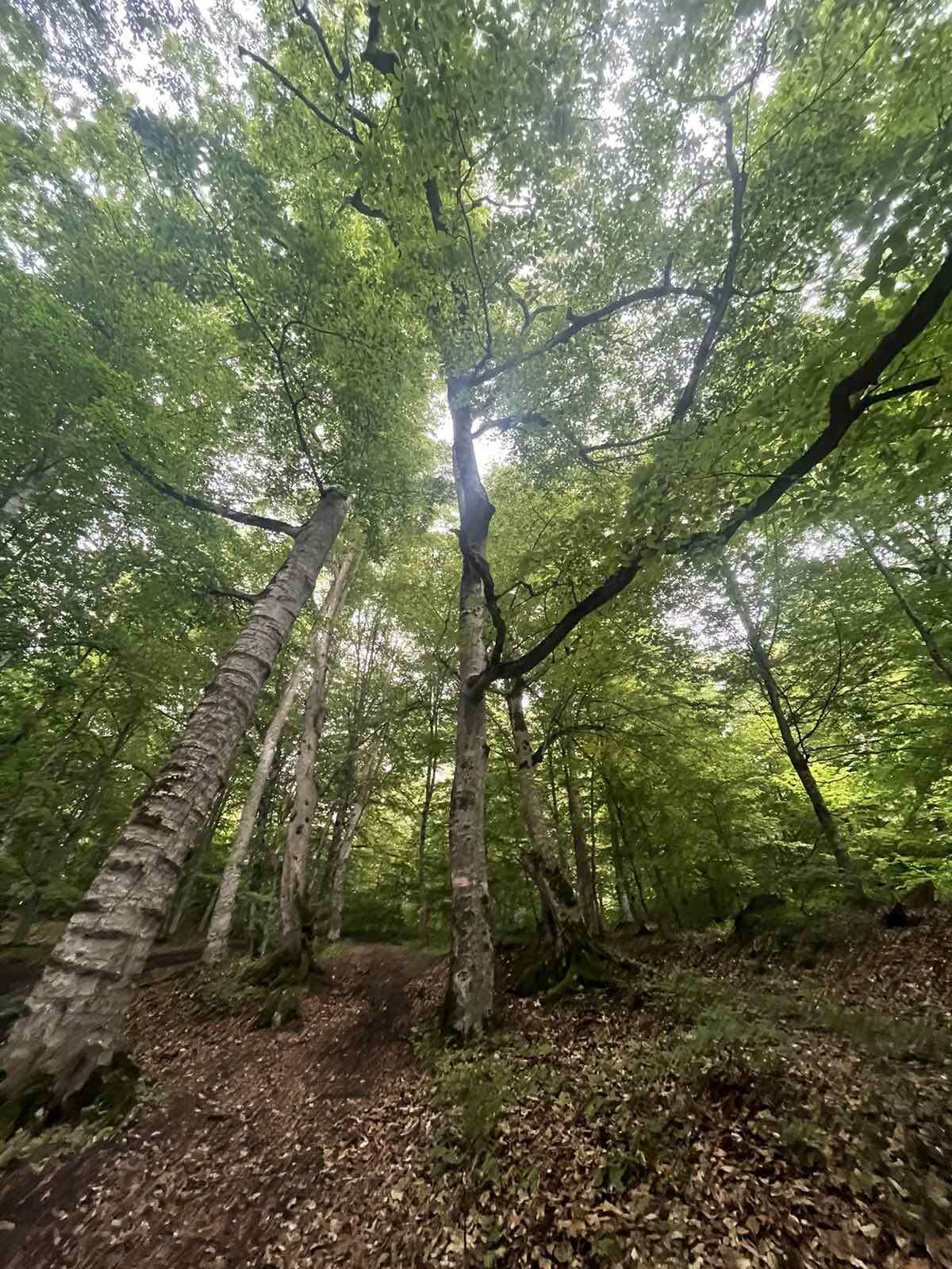 Пешая экскурсия по Дилижанскому национальному парку (16/20)