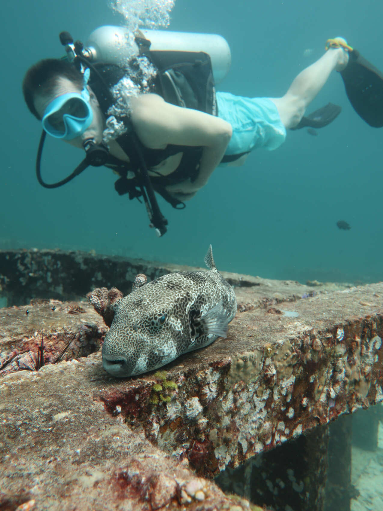 Дайвинг с индивидуальным инструктором. Для Новичков и профессионалов (48/50)