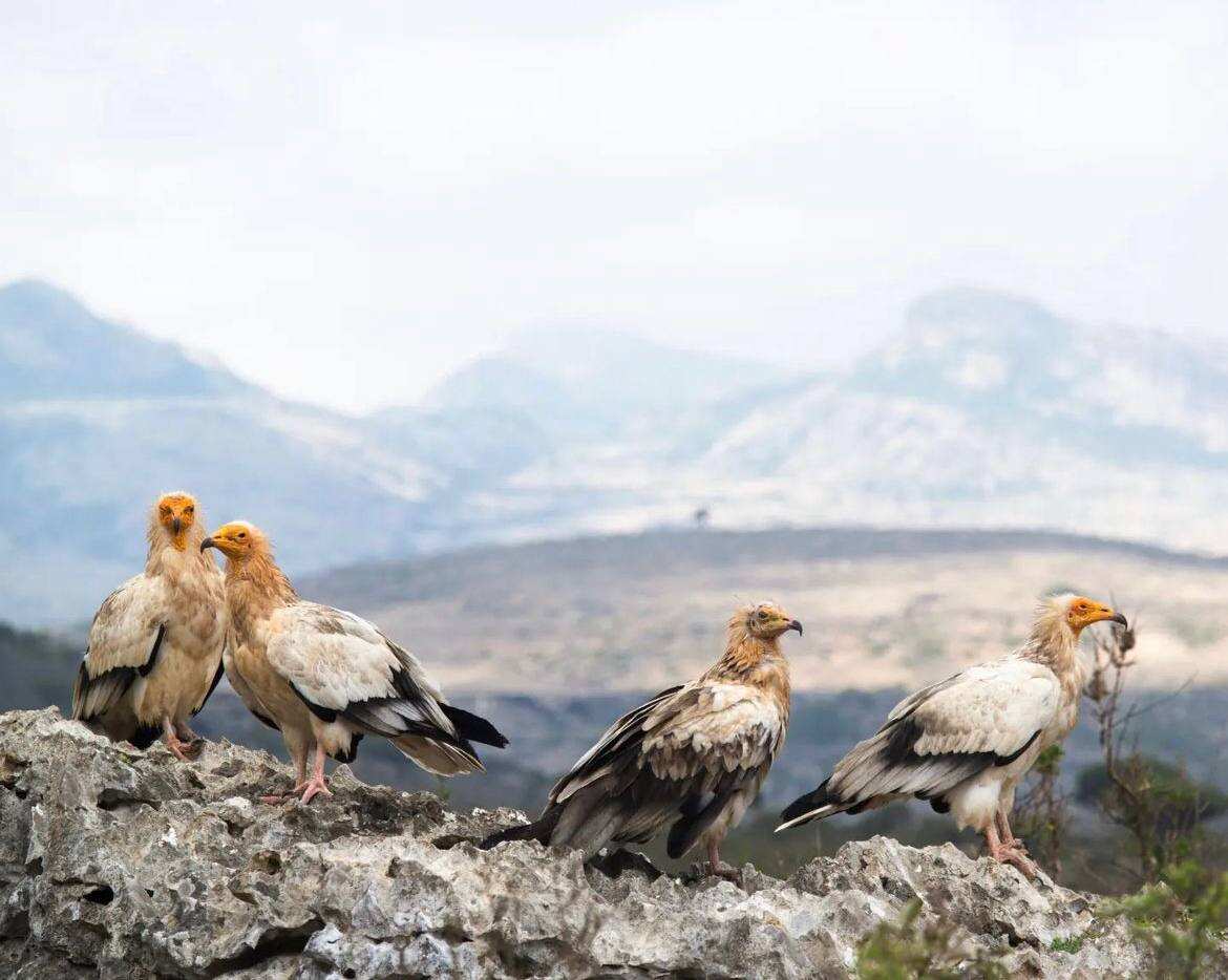 Сокотра: недельное путешествие на дикий остров драконов (4/28)