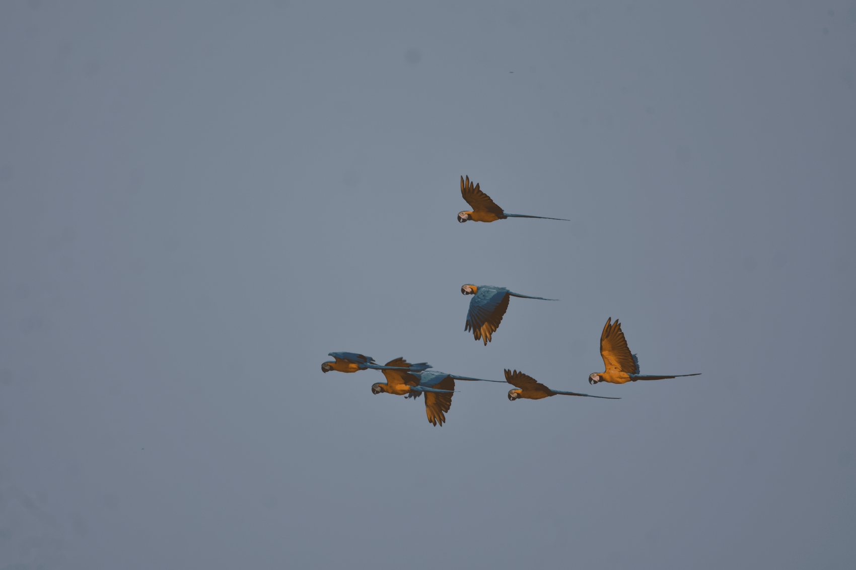 7 Days - 360° Amazon Experience in Cuyabeno (6/8)