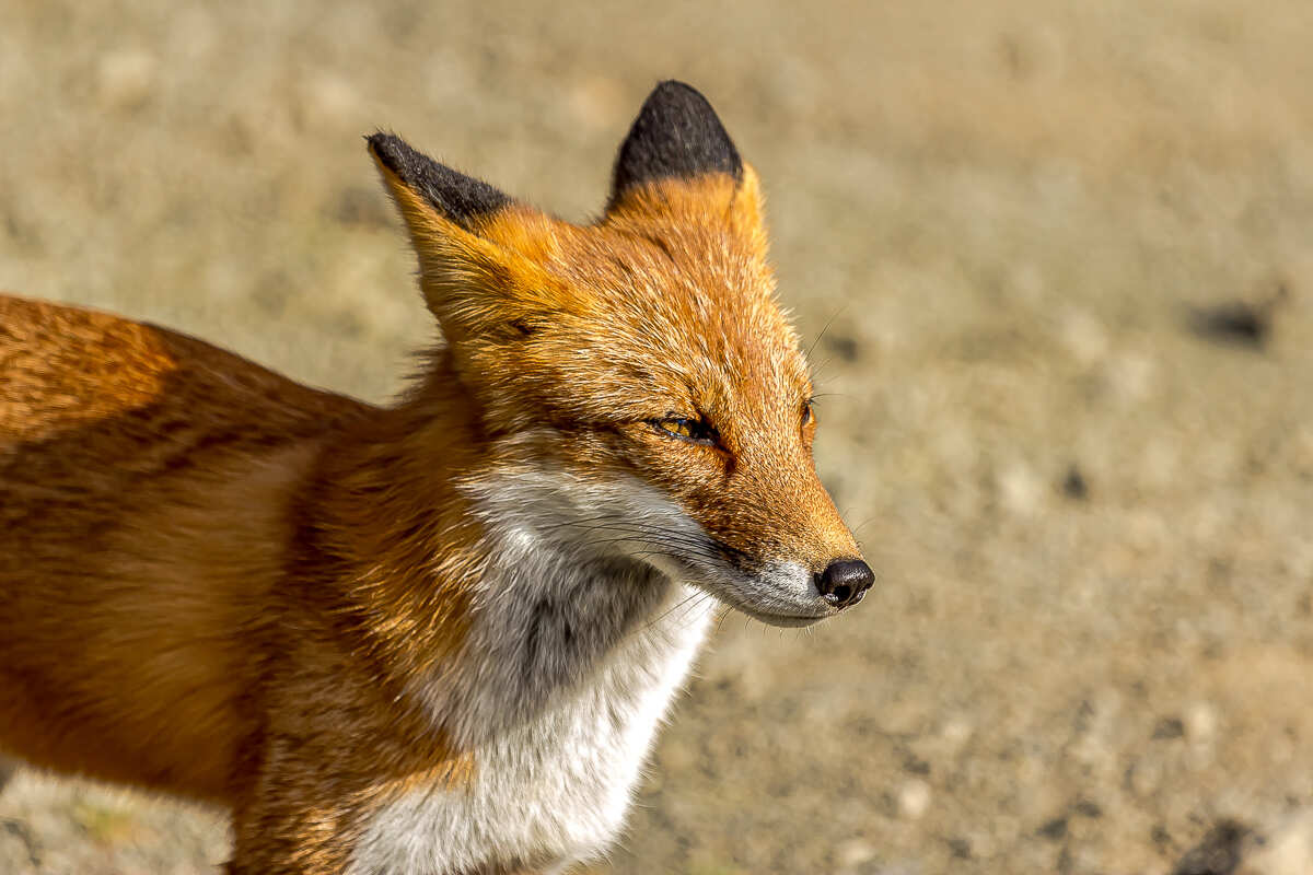 Лучшее на Шикотане. Путешествие на другую планету (46/126)