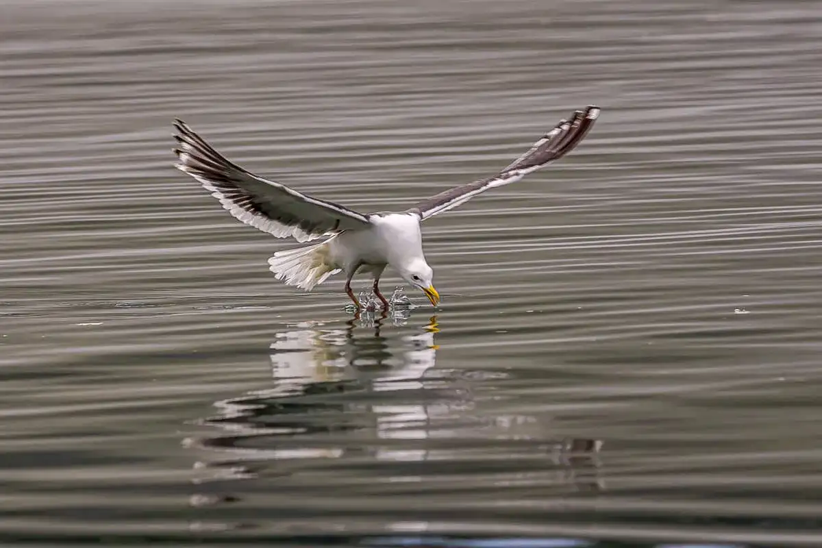 Три вулкана Курильских островов. Путешествие на другую планету (7/138)