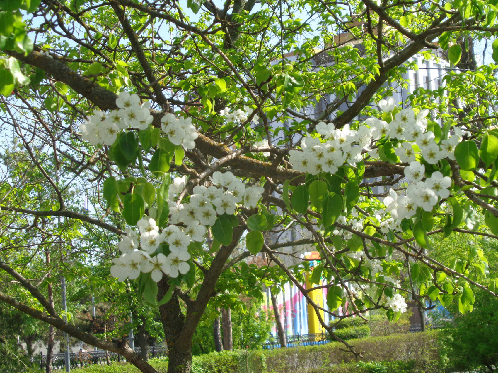 Калмыкия, тюльпанные поля, озеро Баскунчак и Золотая Элиста (5дн./5 ноч.) (17/51)