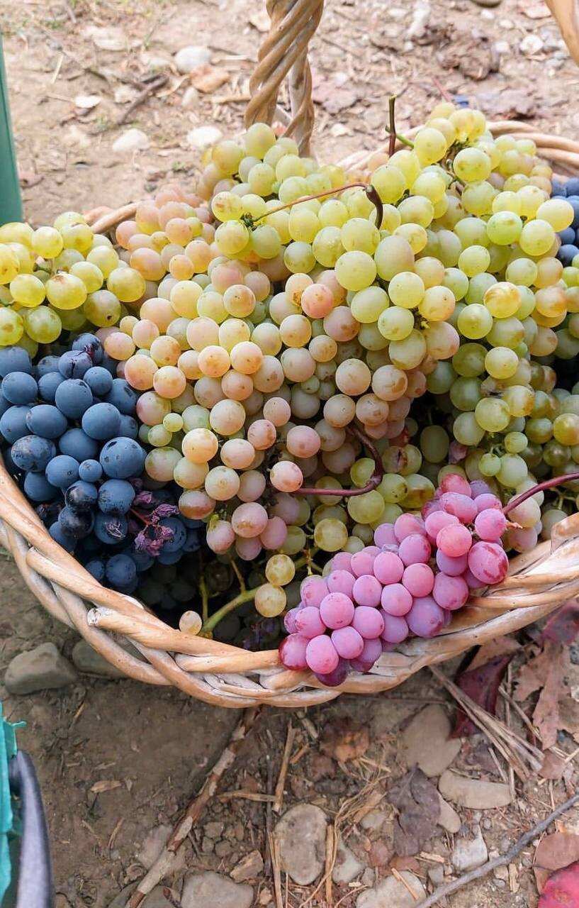 Вах!Тот самый тур по-грузински:Тбилиси+Боржоми+Кахетия+Казбеги.Встреча во Владикавк. (56/91)