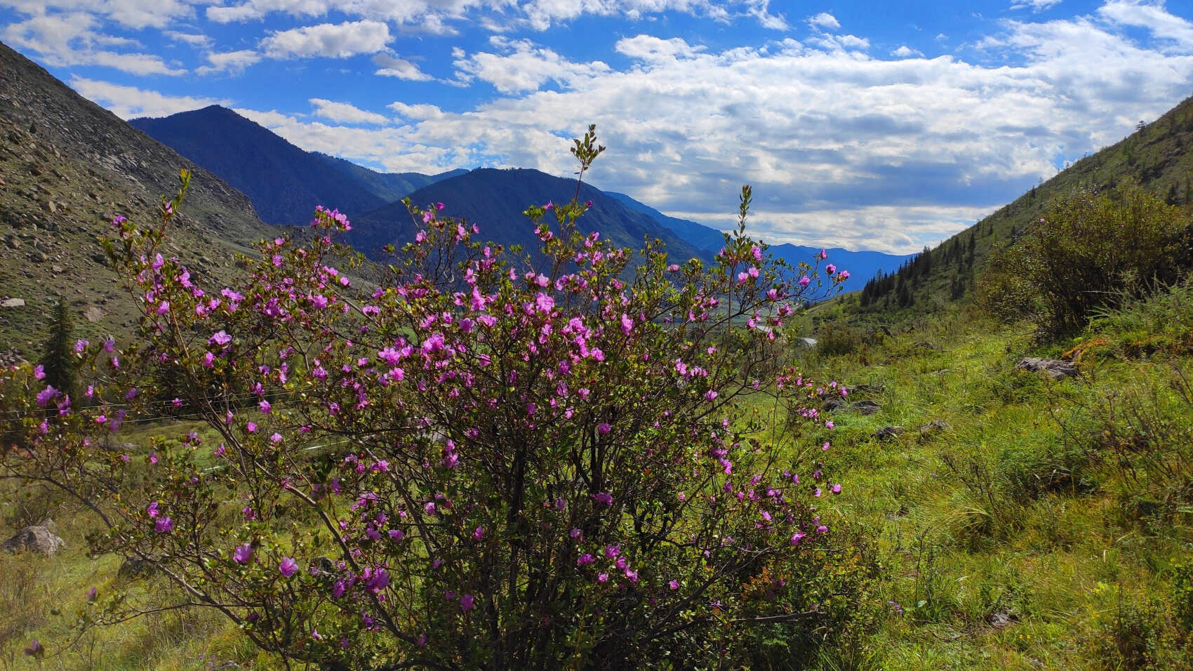 ВЕСЬ АЛТАЙ: пока цветёт алтайская сакура (19/38)