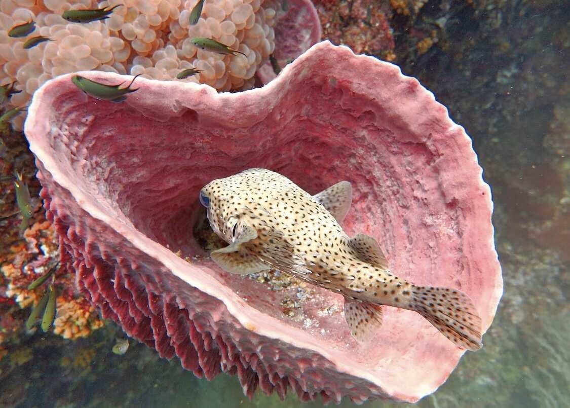 Дайвинг с индивидуальным инструктором. Для Новичков и профессионалов (17/50)