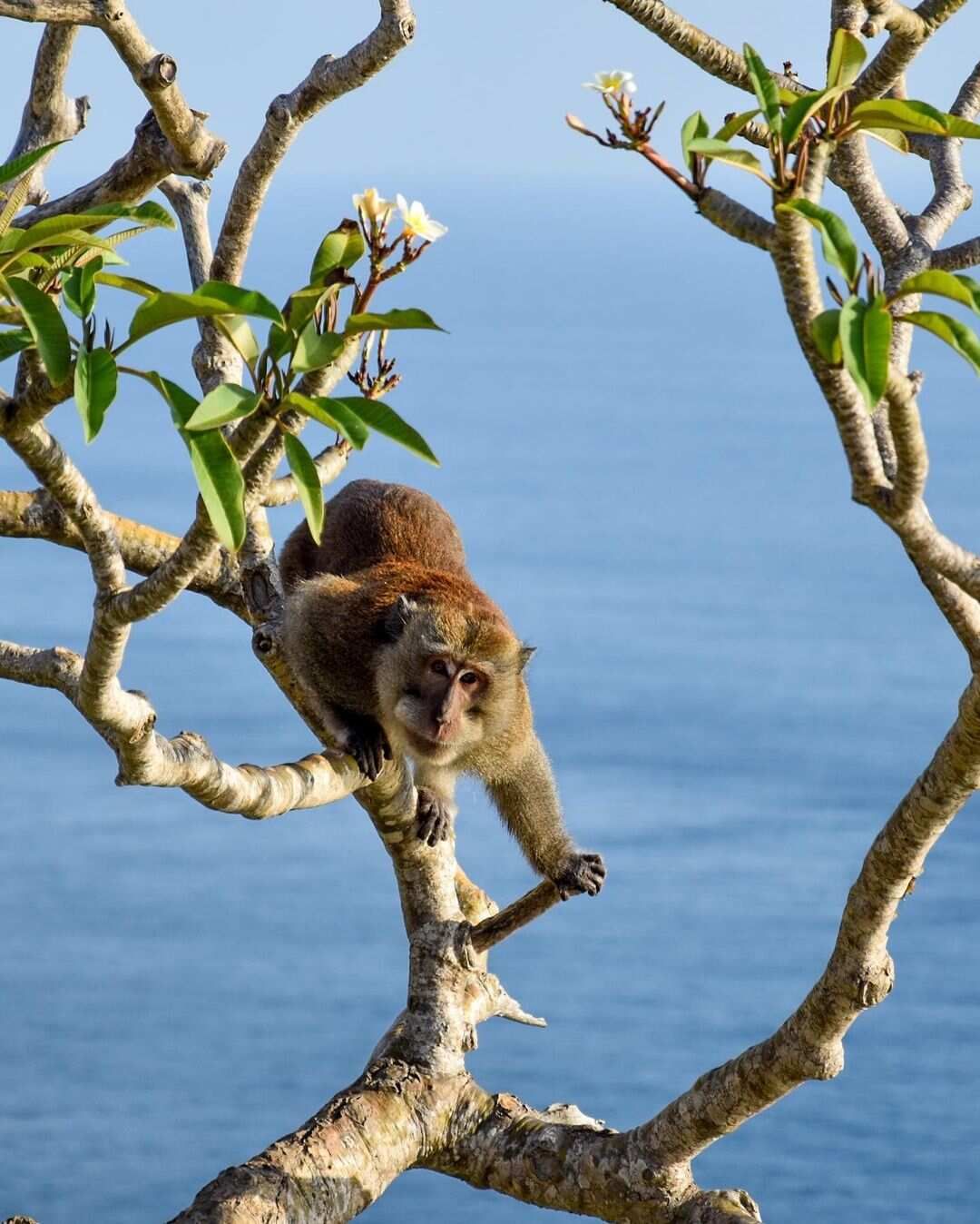 5 островов Индонезии (Бали, Нуса Пенида, Ява, Флорес, Комодо) 13 дней (6/122)