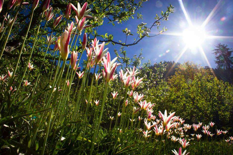 Йога - путешествие в Гималаи  (2/10)