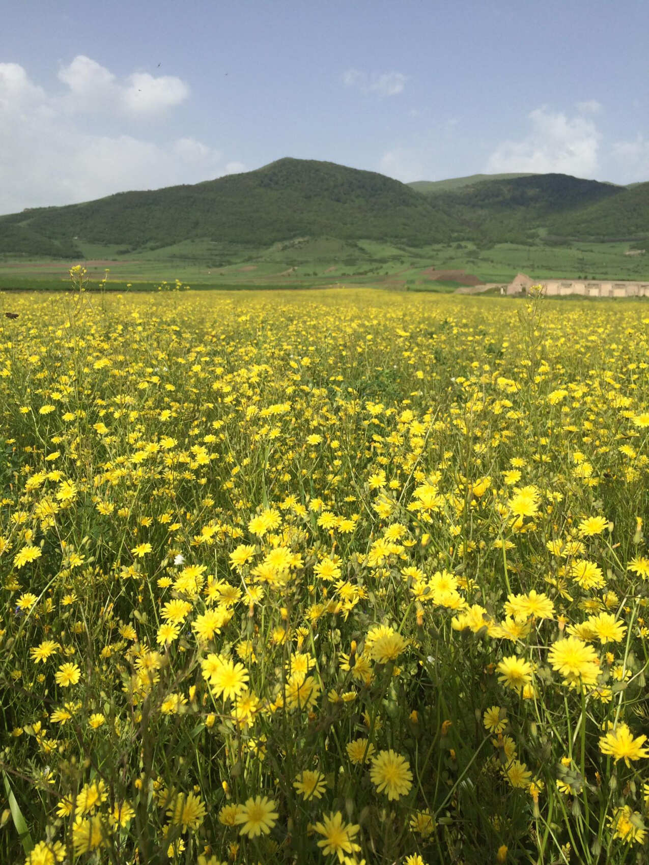 Ванадзор: история города (4/7)