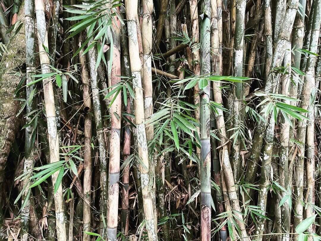 5 островов Индонезии (Бали, Нуса Пенида, Ява, Флорес, Комодо) 13 дней (20/122)