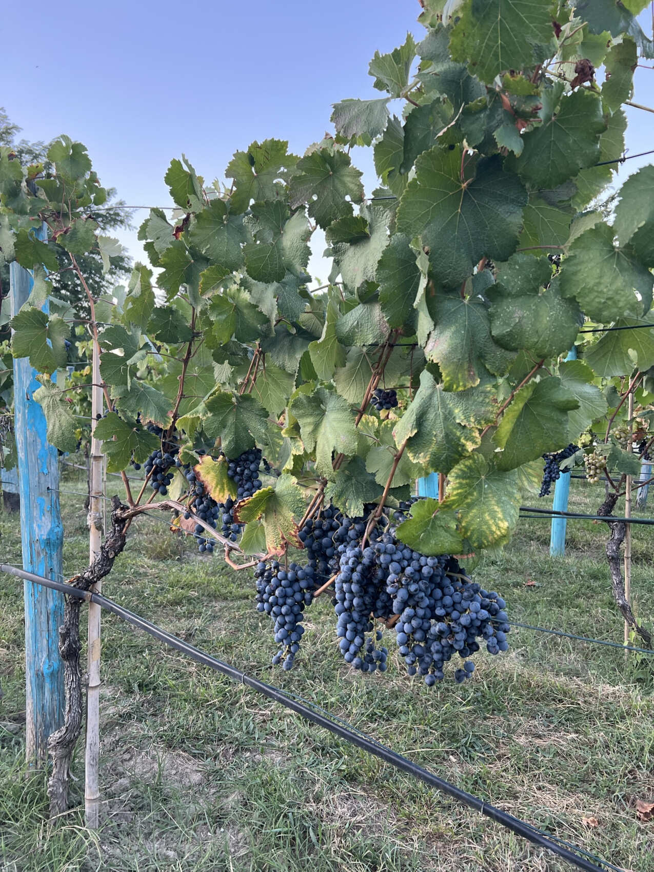 Индивидуальный Винный Тур  лучшие винодельни Кахетинской Грузии (4/13)