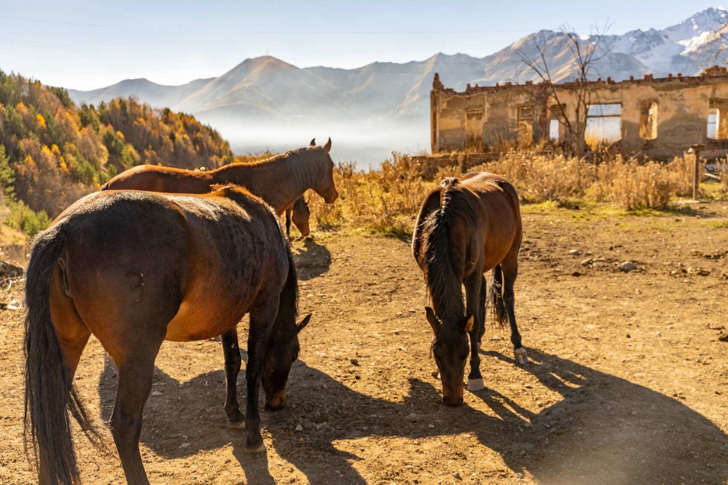 Северная Осетия и Кабардино-Балкария (59/91)