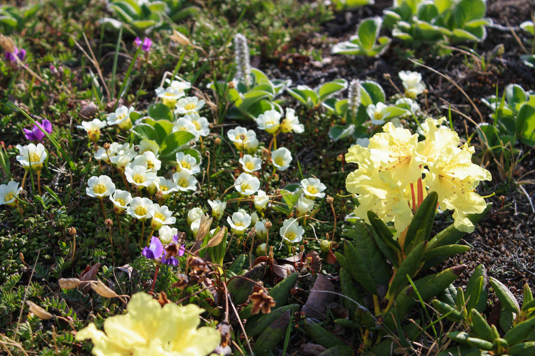 Джип-тур к Авачинскому вулкану (гора Верблюд). (4/9)