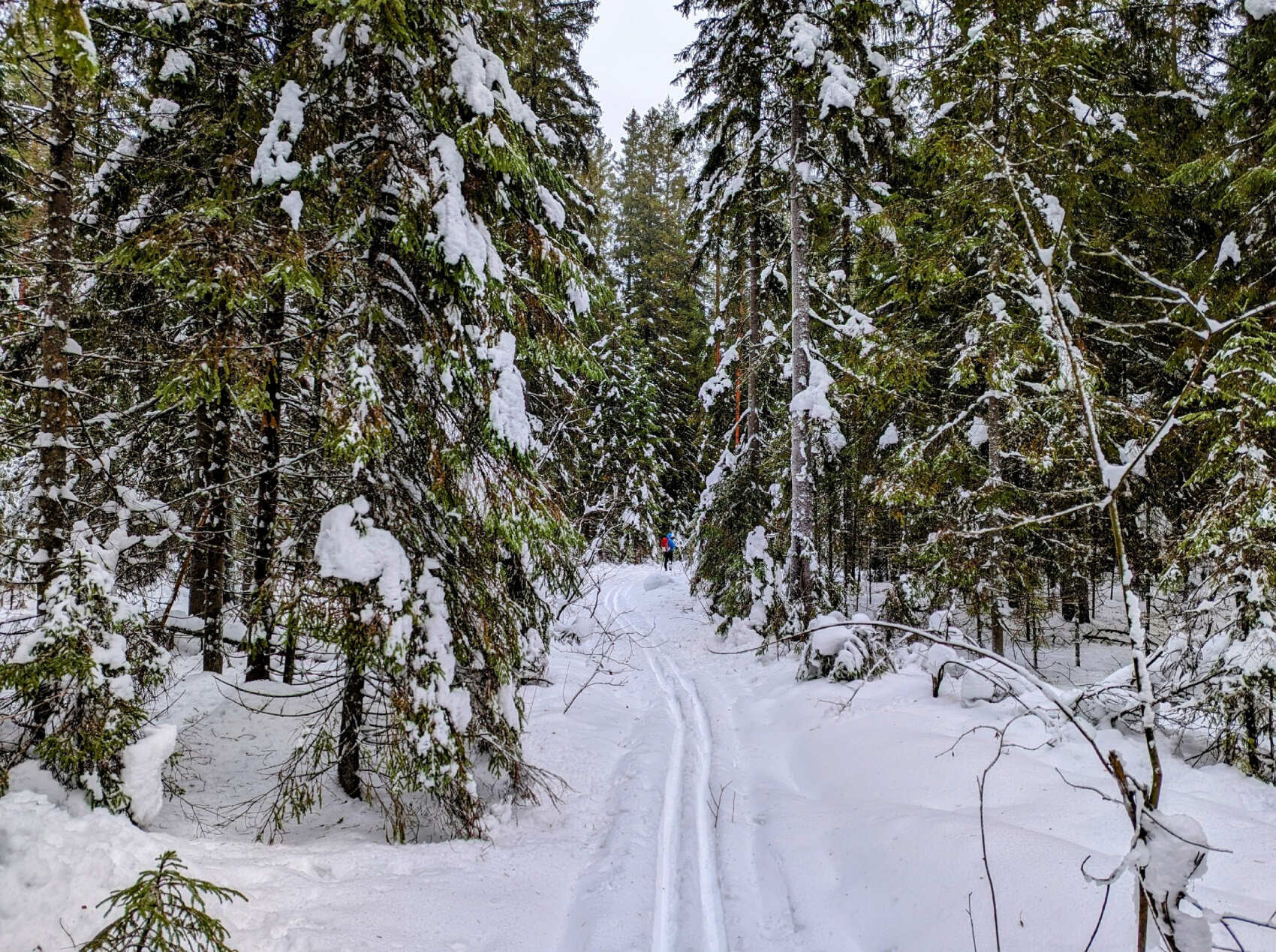 Лыжная прогулка по Линдуловской роще. Однодневный выезд из Петербурга (6/10)