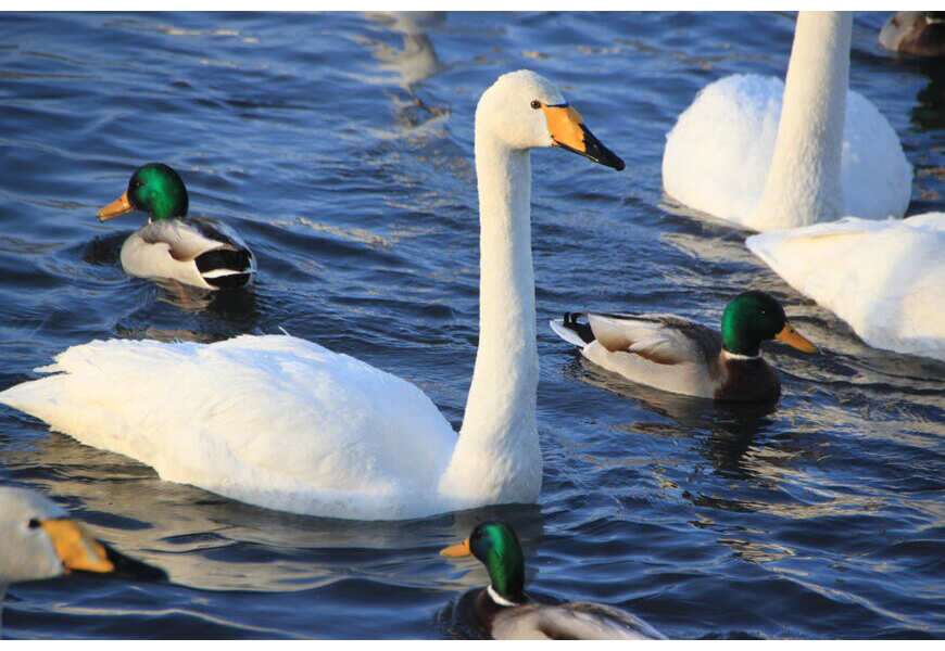 Лебединое озеро