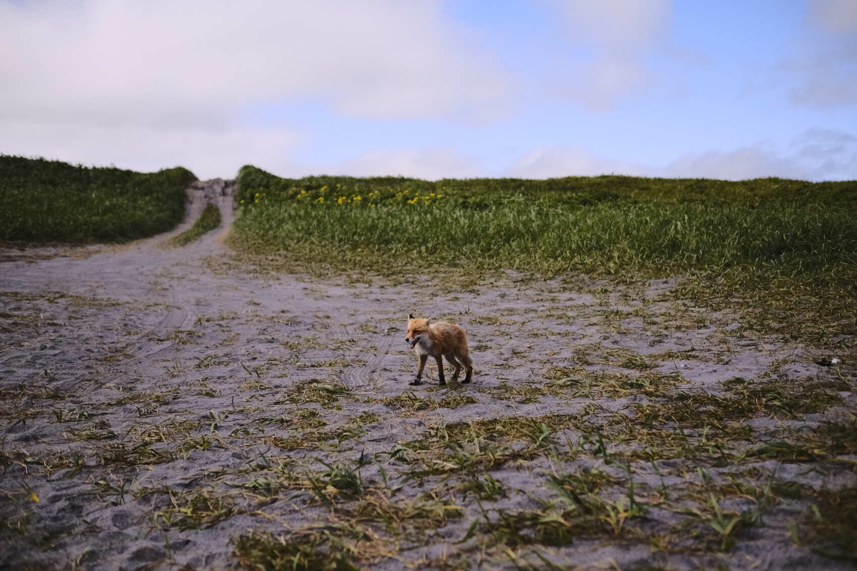 Комфортная экспедиция на Итуруп и Сахалин (28/61)