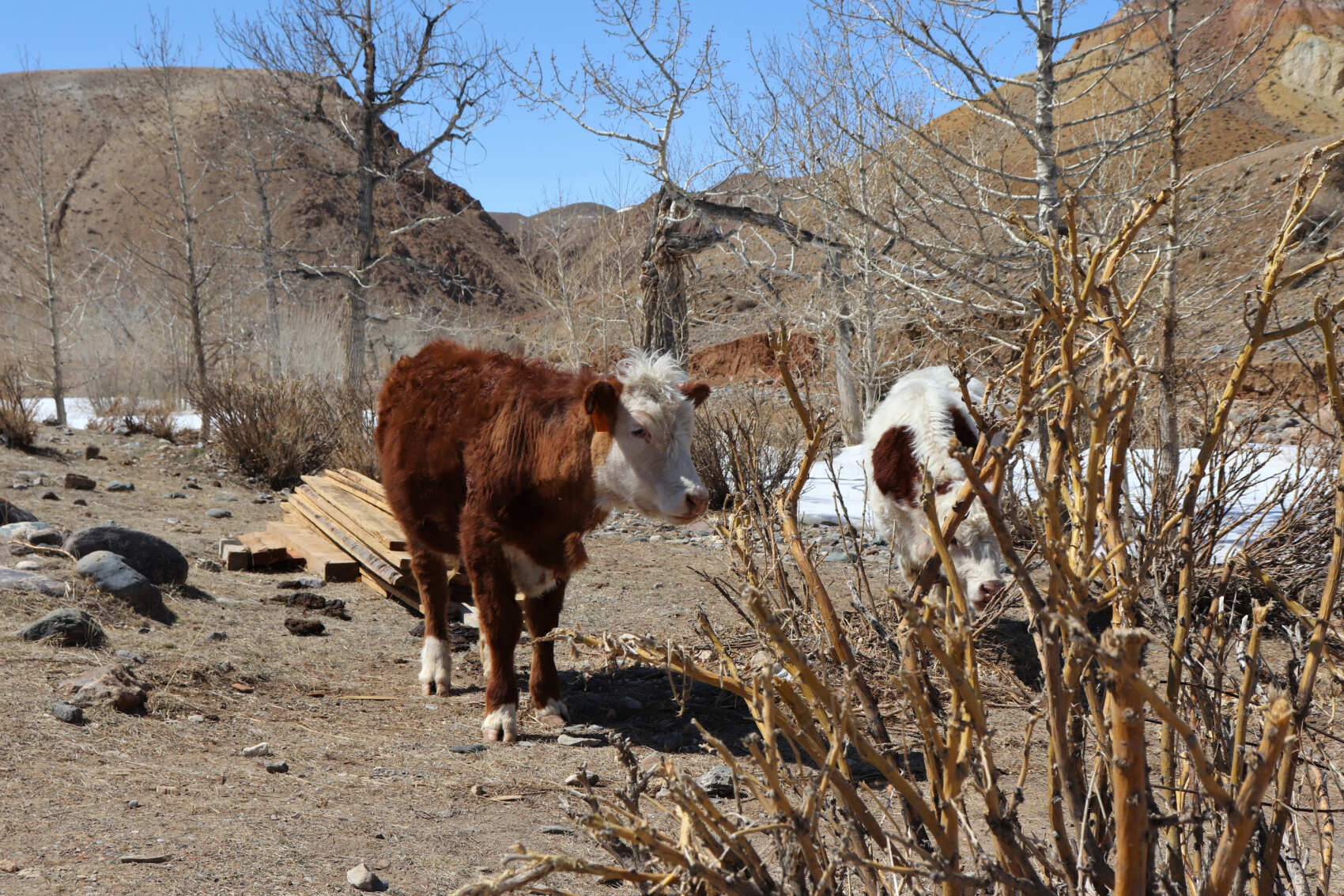  Майские-2026: Чемал, Телецкое, Чуйский тракт и Кату-Ярык (группа до 6 чел.) (20/46)