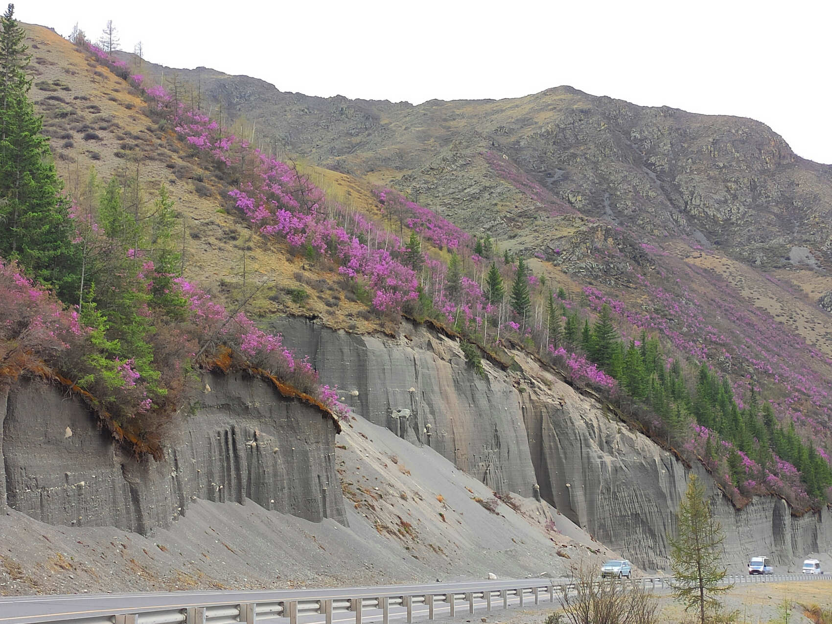 ВЕСЬ АЛТАЙ: пока цветёт алтайская сакура (16/38)